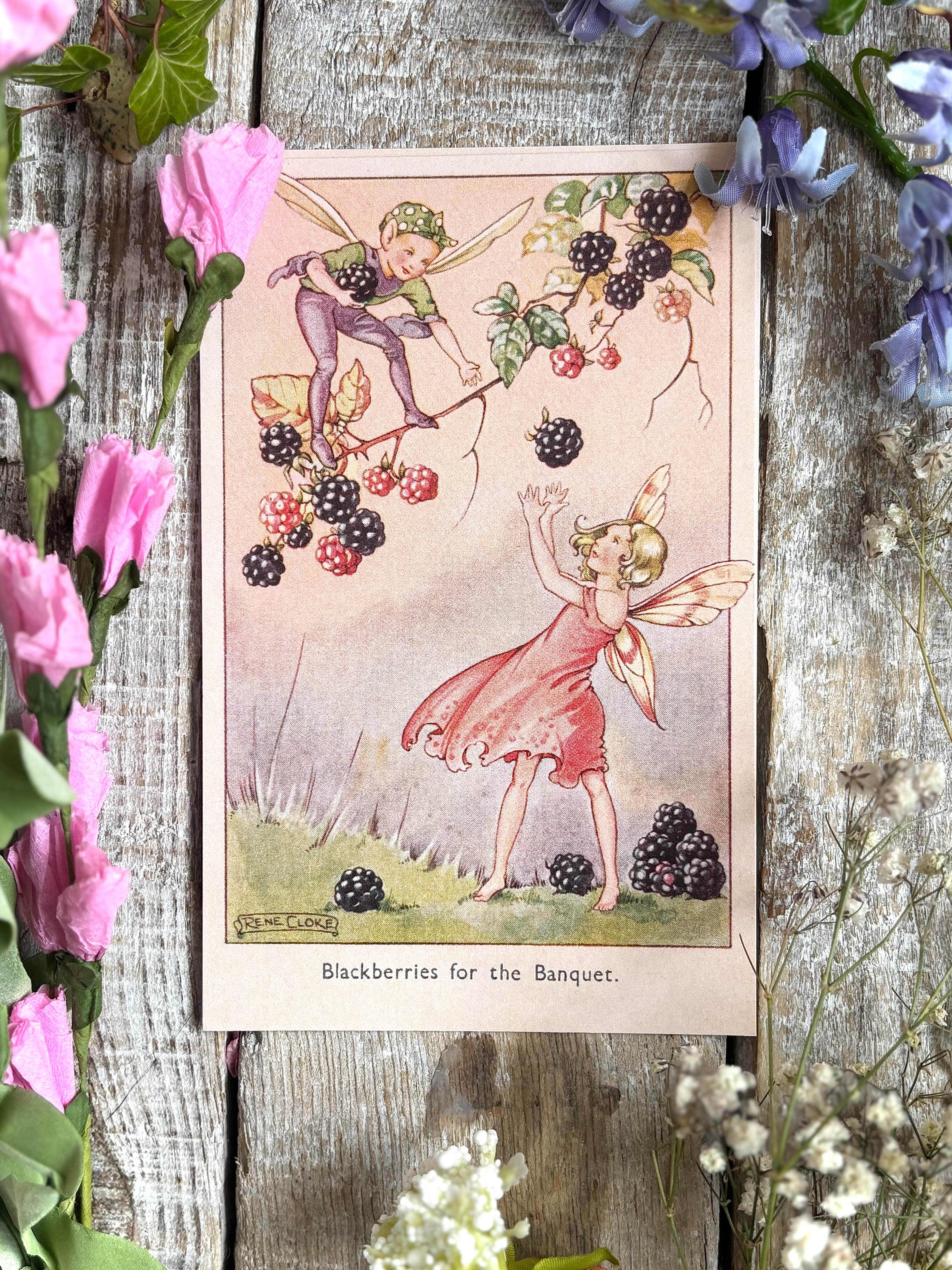 Rene Cloke Fairyland Postcard Series - Blackberries For The Banquet