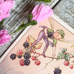 Rene Cloke Fairyland Postcard Series - Blackberries For The Banquet
