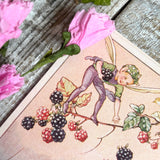 Rene Cloke Fairyland Postcard Series - Blackberries For The Banquet