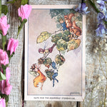 Rene Cloke Fairyland Postcard Series - Nuts For The Storehouse