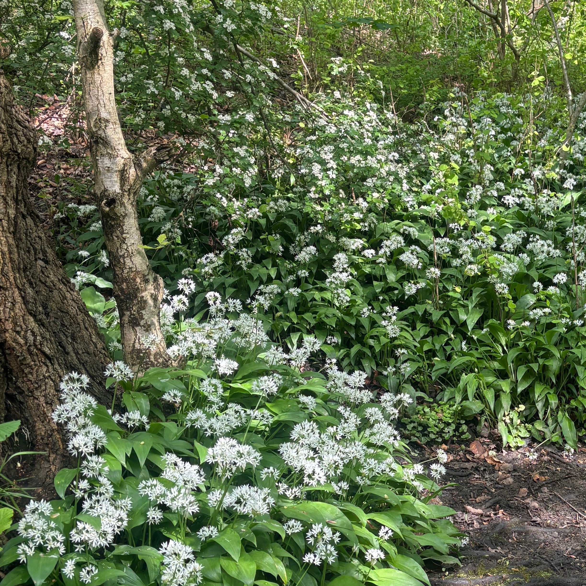 Where the Wild Garlic Grows