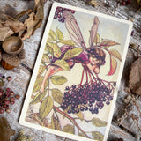 Flower Fairies Wooden Postcard - Elderberry Fairy